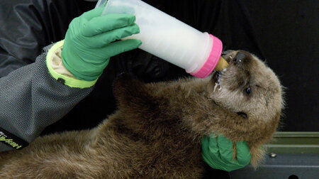 Otterngezücht