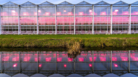 Bald voller Mutanten: Gewächshaus nahe Venlo, Niederlande Bald voller Mutanten: Gewächshaus nahe Venlo, Niederlande