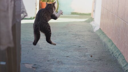 Auch ein Rätsel: Der Katzensprung Auch ein Rätsel: Der Katzensprung