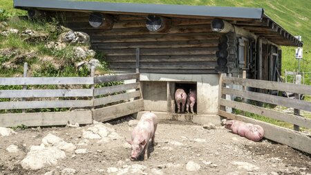 Wer hat das ZDF eingeschaltet? Neulich im Schweinestall