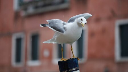 »Keiner ist hier wirklich sicher« – Fieser Vogel in Venedig