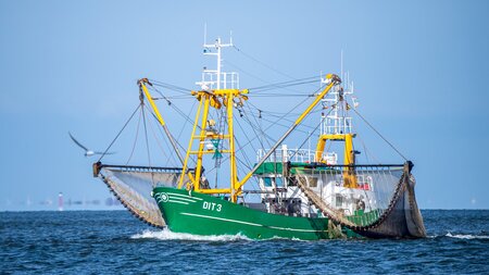 Fischfang verboten? Für den Nordseekrabbenkutter »Stiene Bruhns«...
