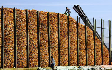 Maissilo bei Bad Krozingen. Statt »rückwärtsgewandter Produktion...