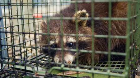 Kein schöner Anblick: Pelztier hinter Gittern