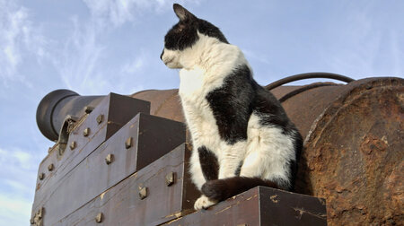 Beachtliche Bauten: Katze auf Kanone Beachtliche Bauten: Katze auf Kanone