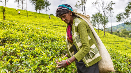 Heute wie damals: Pflückerin auf einer Teeplantage in Sri Lanka ... Heute wie damals: Pflückerin auf einer Teeplantage in Sri Lanka ...