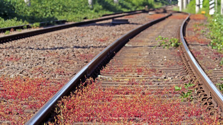 Umweltschonendes »Vegetationsmanagement« ist der Bahn zu ineffiz...