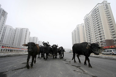 Die Bullen wandern ab – Rinderherde auf den Straßen der chinesis... Die Bullen wandern ab – Rinderherde auf den Straßen der chinesis...