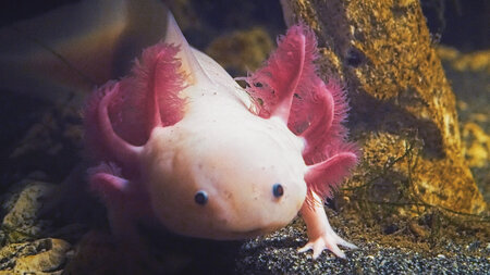 Axolotl: Nur der Name ist noch lustiger als sein Aussehen