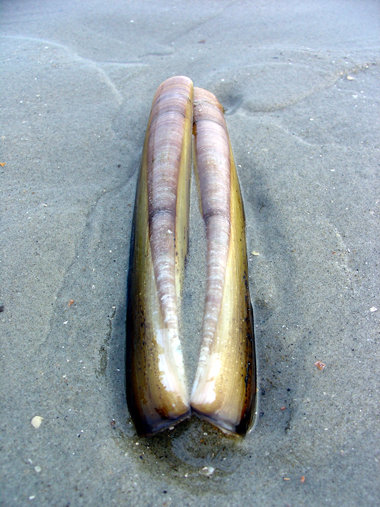 Ein Zuwanderer unter vielen: Amerikanische Schwertmuschel