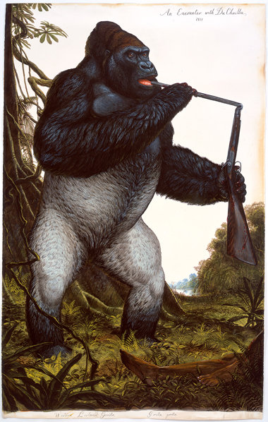 »An Encounter with Du Chaillu«, 2009