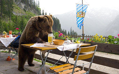 Tirol und Bayern in Aufruhr: »Der Bär ist los!«