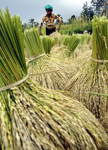 Bislang geprägt von kleinbäuerlicher Landwirtschaft: Indonesieri... Bislang geprägt von kleinbäuerlicher Landwirtschaft: Indonesieri...