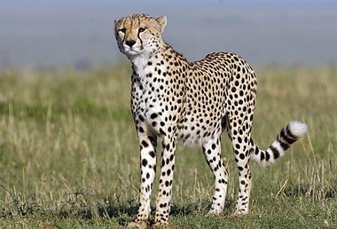 Wo die wilden Tiere wohnen: »Das Tal des Lebens: Afrikas
R... Wo die wilden Tiere wohnen: »Das Tal des Lebens: Afrikas
R...