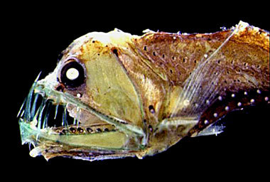 Umtriebige Viperfische (links unten Chauliodus sloani) Umtriebige Viperfische (links unten Chauliodus sloani)