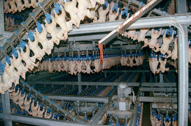 Automatisierte Hühnerzerlegungsanlage, ebenfalls subventioniert