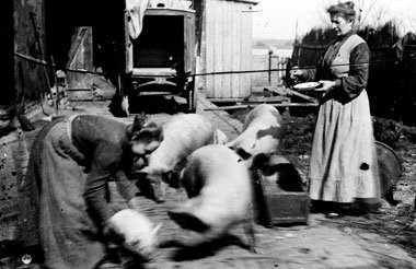 Bäuerinnen bei der Schweinefütterung – eines
der... Bäuerinnen bei der Schweinefütterung – eines
der...