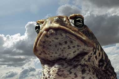 Eurorgerlich, aber harmlos: »Cane Toads« über
K... Eurorgerlich, aber harmlos: »Cane Toads« über
K...