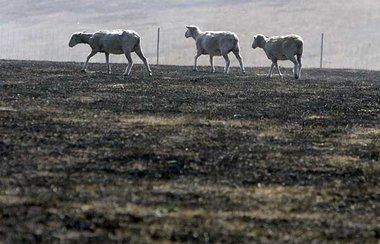 Ausged&ouml;rrtes Land in Ostaustralien. Wasser mu&szlig; auch
k...