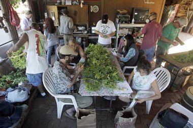 Marihuana-Ernte in Davenport, Kalifornien (USA)