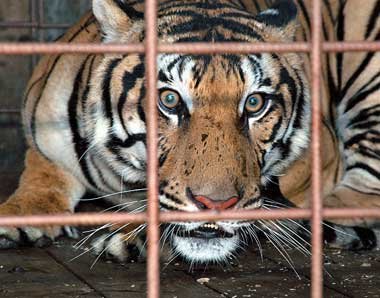 Panthera tigris altaica im &raquo;Berlin Center&laquo;, Ohio.
Sc...
