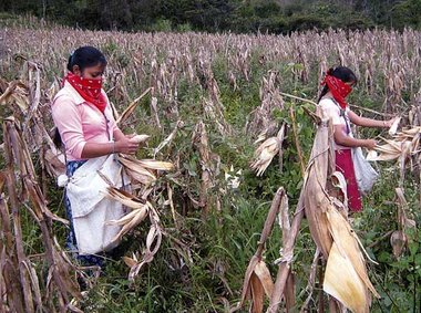 Maislese in Chiapas: Frauen arbeiten immer noch viel, aber die
E...