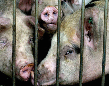 Mastschweine in Deutschland leben besonders kurz und
ungesund