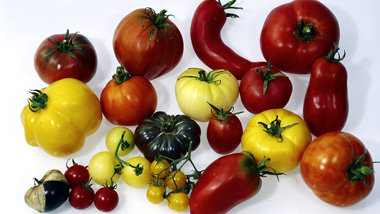 Hier ist der Weg von den Feldern zu den Tellern nicht
gest&ouml;...