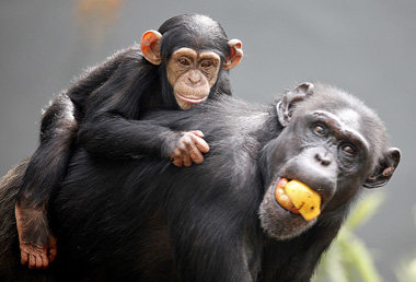 Apfel, Mama, Kind: Tiere sind viel gr&ouml;&szlig;ere Egoisten
a...