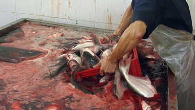 Billigfisch &ndash; und doch keine Fischst&auml;bchen. Kann das
...