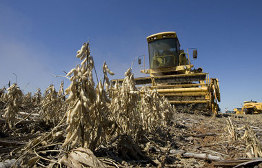 Sojaernte im brasilianischen Bundesstaat Mato Grosso do Sul