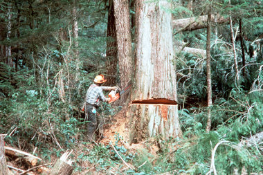 Holzeinschlag in British Columbia