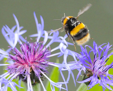 Können es Hummel-Gehirne also mit Computern aufnehmen? Können es Hummel-Gehirne also mit Computern aufnehmen?