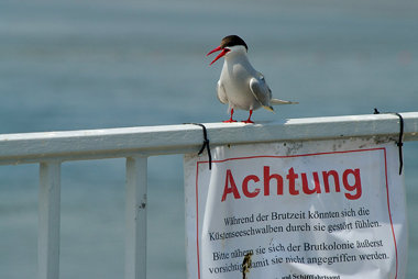 Vor der sagenumwobenen K&uuml;stenseeschwalbe wird gewarnt
