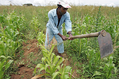 Maisanbau in Simbabwe. In Afrika wird immer mehr Land von intern...