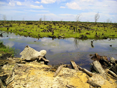 Brandrodungen zur Anlage von Palmölplantagen in Indonesien