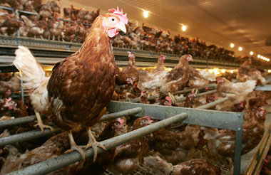 Billigfleisch hat seinen Preis: In der Massentierhaltung lauern ... Billigfleisch hat seinen Preis: In der Massentierhaltung lauern ...