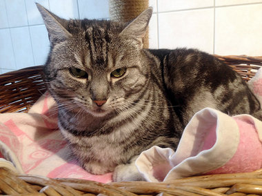 Zsch&auml;pes Katze, Handout, undatiert
