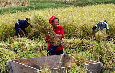 Getreideernte in der Provinz Guizhou