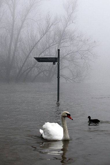 Mein lieber Schwan (Hochwasser in Frankfurt/Main) Mein lieber Schwan (Hochwasser in Frankfurt/Main)