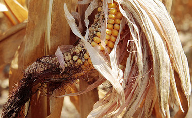 Verdorrt: Maiskolben auf einer Plantage nahe Evansville im US-St...