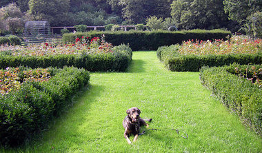 Auch dieser Hund mag Jane Austen &ndash; im Rosengarten des Humb...