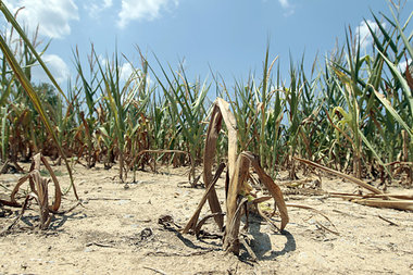 Anhaltende Trockenheit im &raquo;Corn Belt&laquo;, dem Maisg&uum...