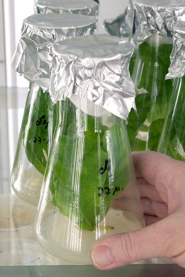 In-vitro-Kulturen von Tabakpflanzen in der Genbank in Gaterslebe...