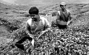 Teeplantage im malayischen Hochland. Viele Landarbeiter sind an ... Teeplantage im malayischen Hochland. Viele Landarbeiter sind an ...