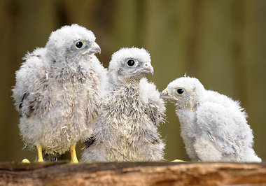 Durch einen dritten Vogel ger&auml;t die Welt in Unordnung (Turm...