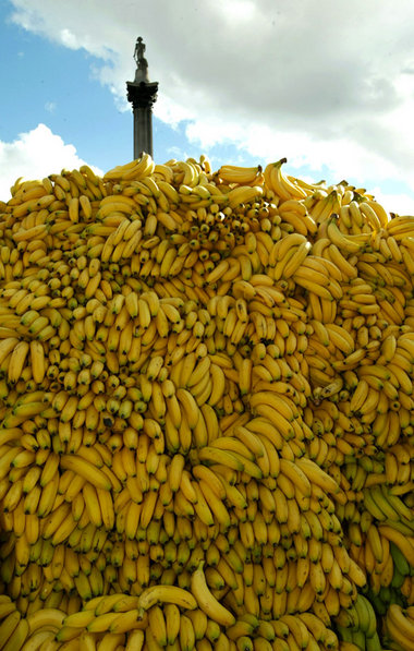 Banane ist nicht gleich Banane. EU-Importe aus den USA und Ecuad...