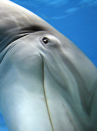 Intelligentes Leben im Meer?