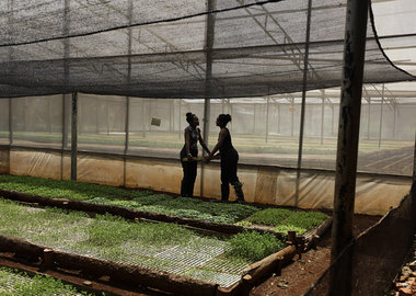 Juni 2010: Genossenschaft in Havanna, die biologischen Landbau b...