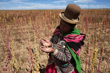 Bolivianische B&amp;auml;uerin auf ihrem Quinoa-Feld